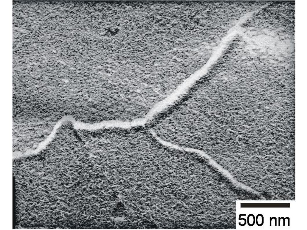 Figure 1.2b: Detail - Polymerized PEO -10.000 (20wt%) / HEMA / EGDMA gel
TEM micrograph, freeze-fracture / replica technique Figure 1.2b: Detail - Polymerized PEO -10.000 (20wt%) / HEMA / EGDMA gel
TEM micrograph, freeze-fracture / replica technique