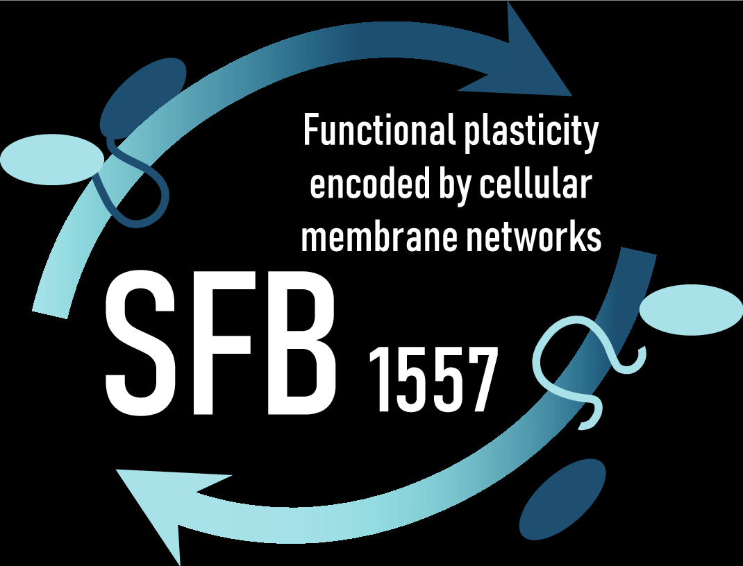 SFB 1557 – Logo